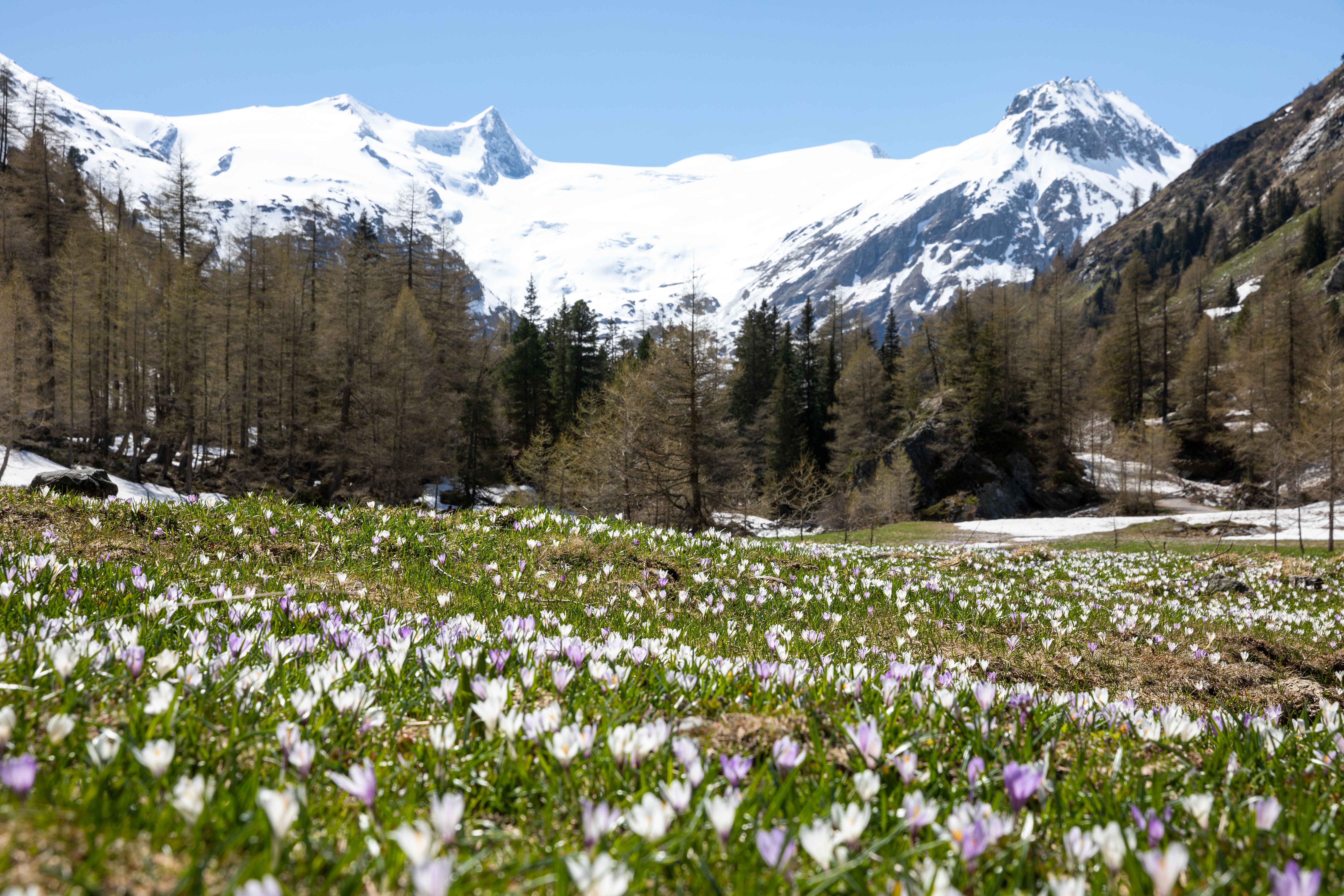 Bergkulisse im Frühling, Krokusfeld